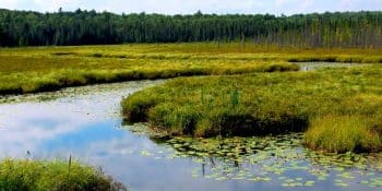 Wetland & Environmental Mapping in Massachusetts